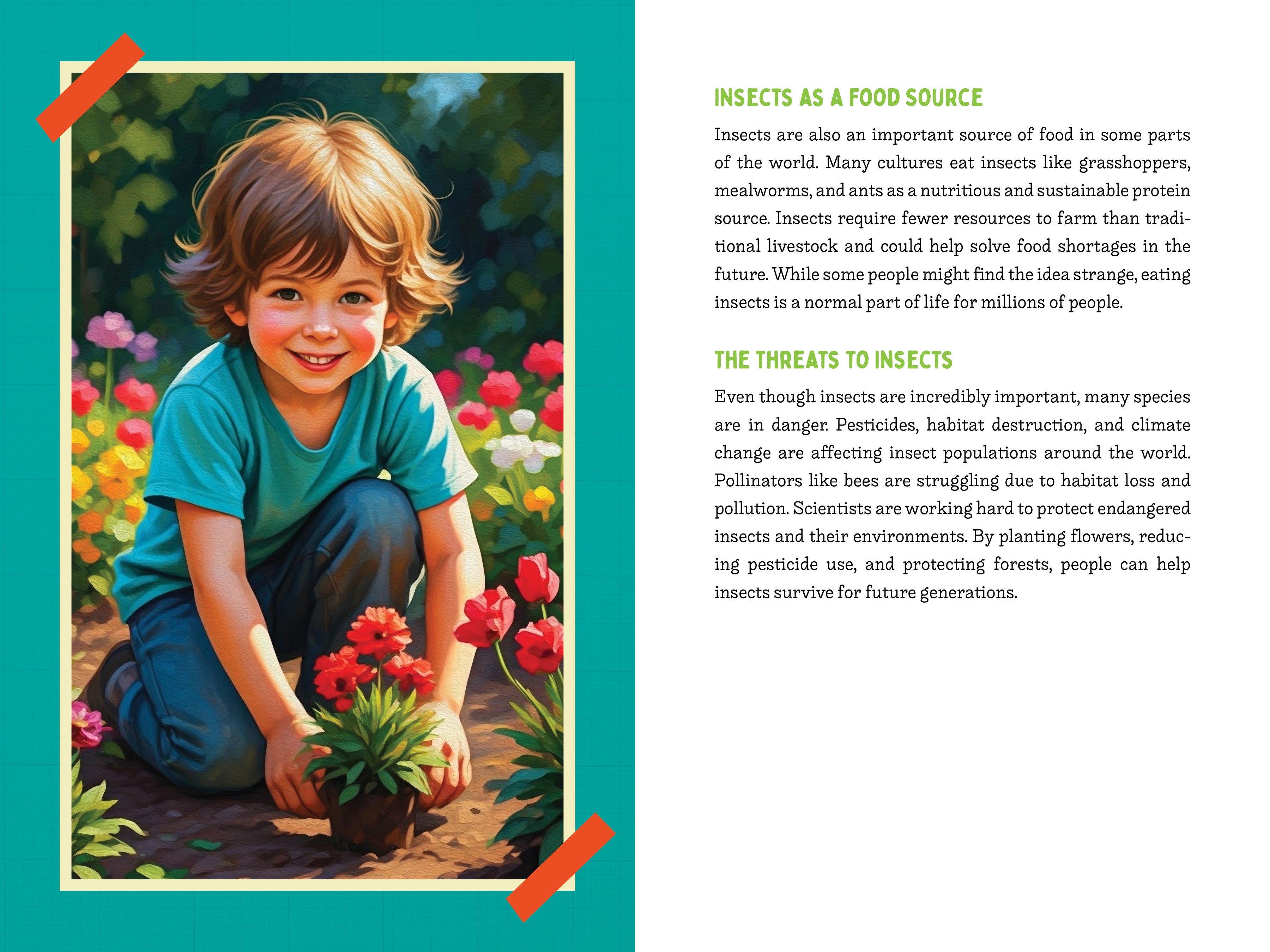 A Kid’s Guide to 50 Insects