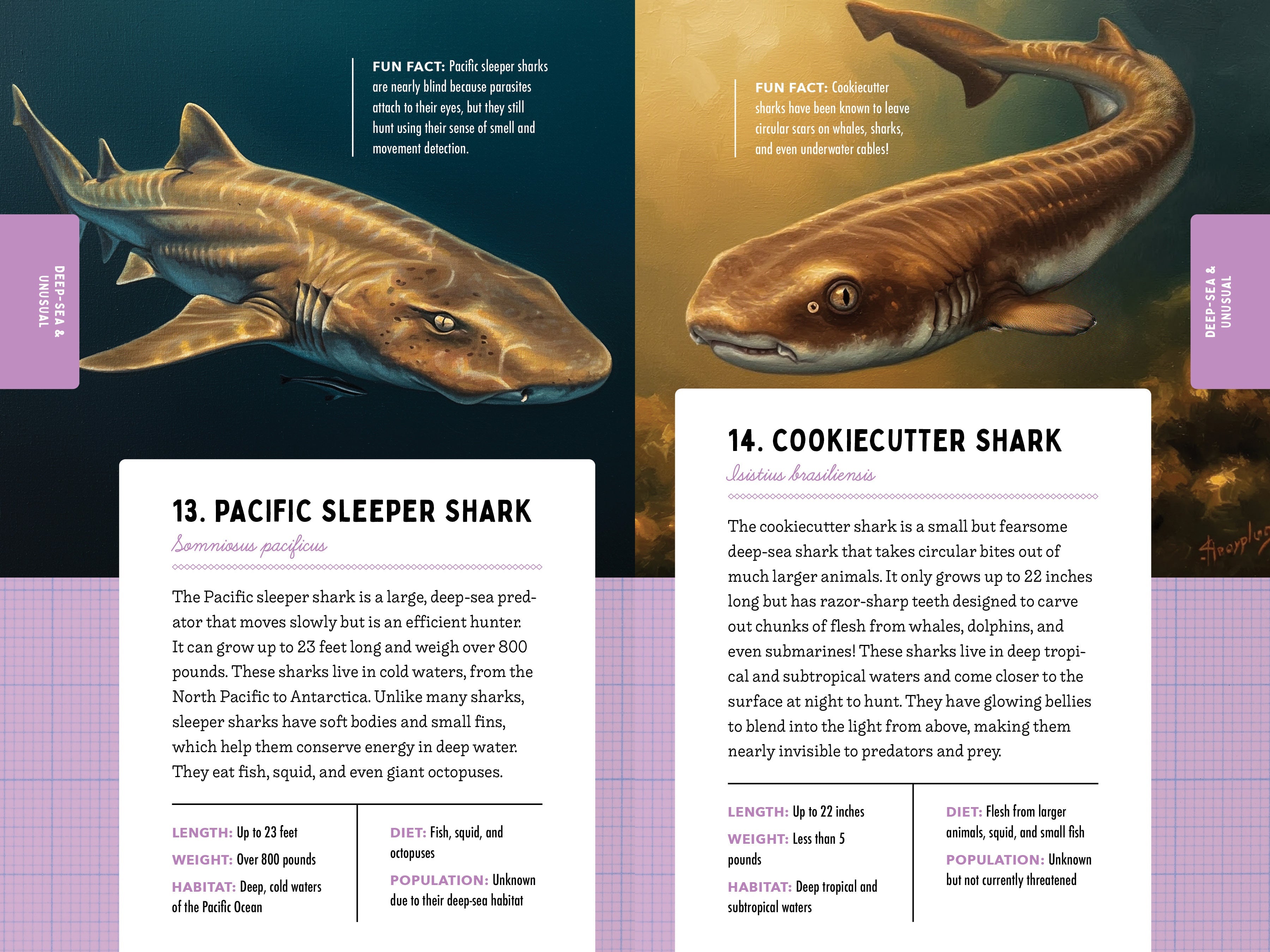 50 Sharks for Kids!
