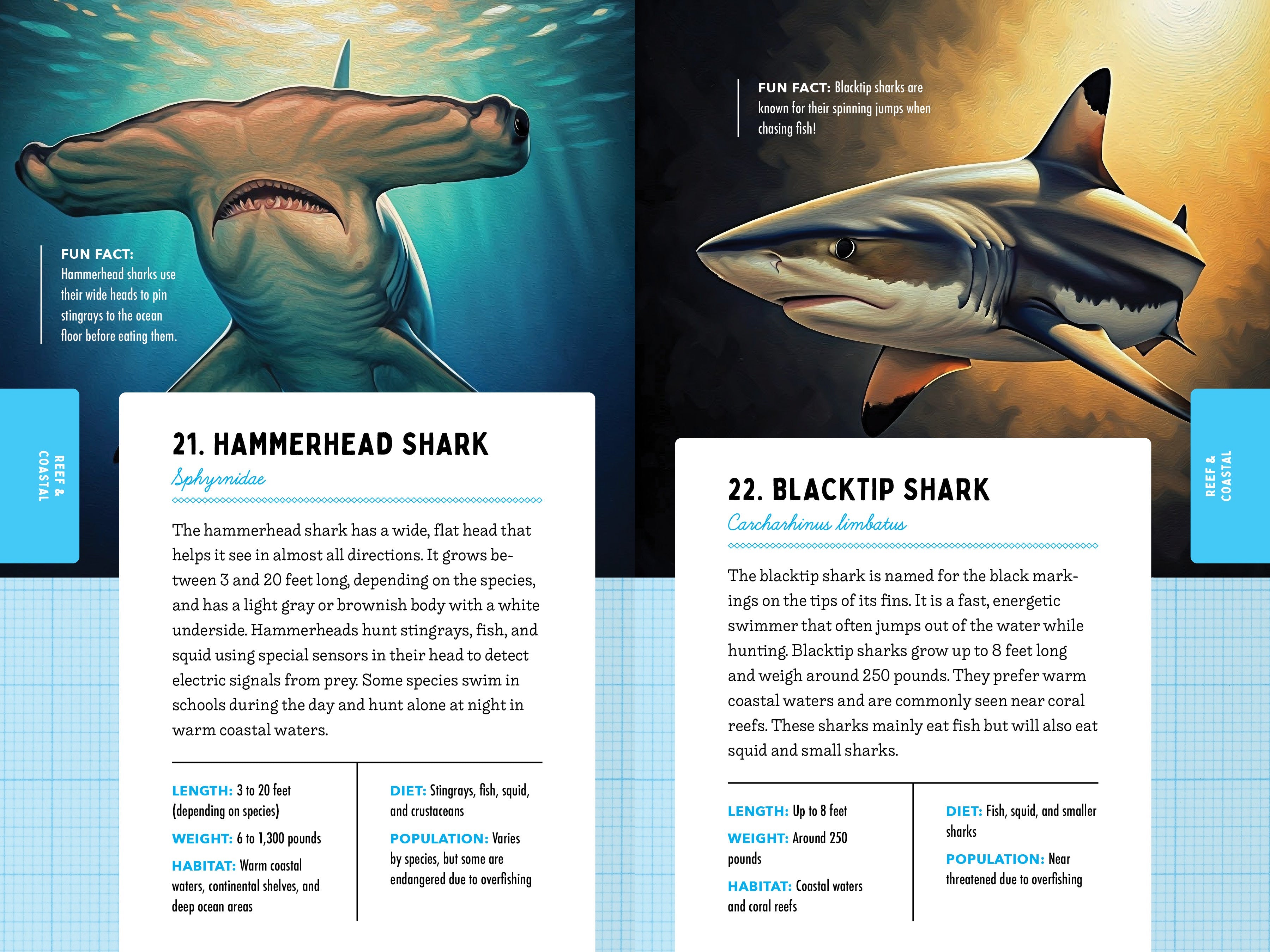 50 Sharks for Kids!
