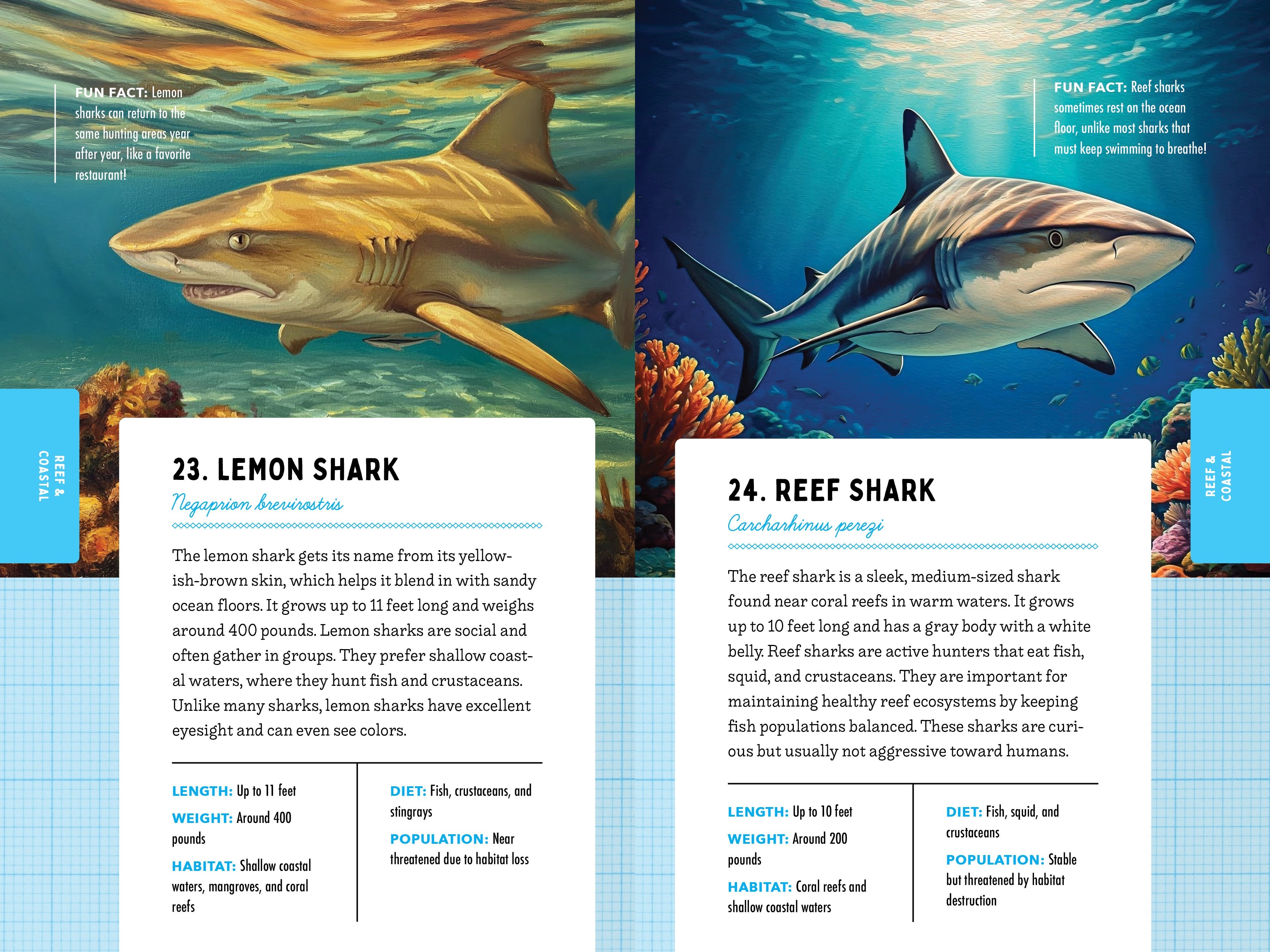 50 Sharks for Kids!
