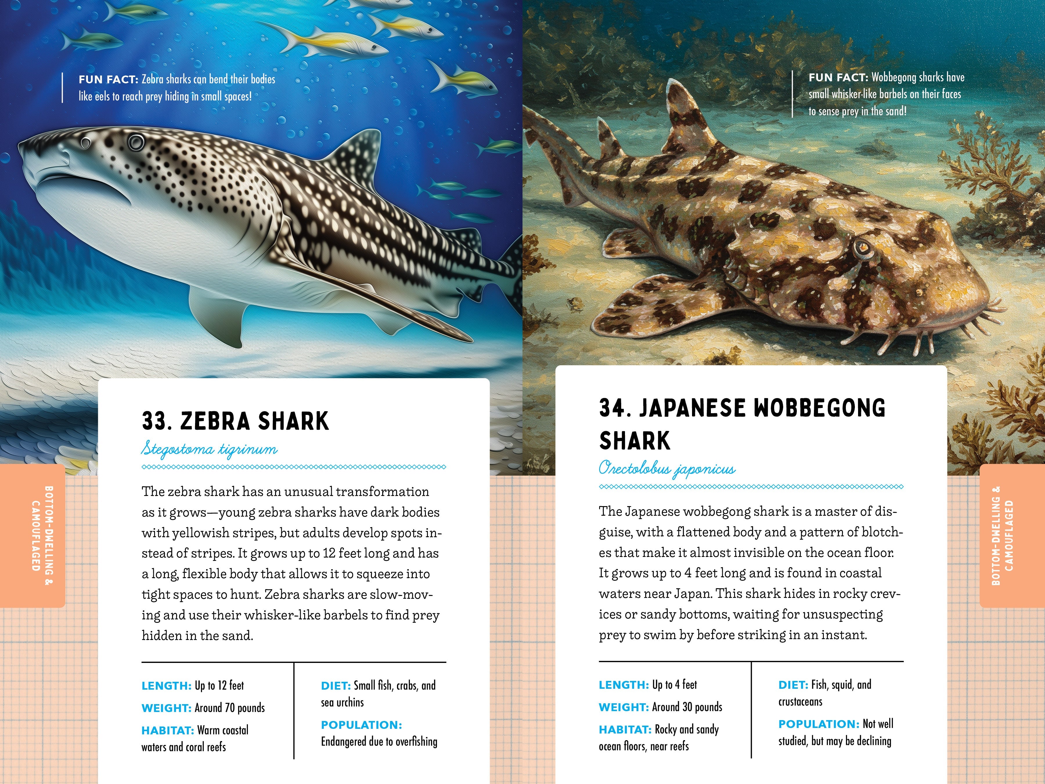 50 Sharks for Kids!