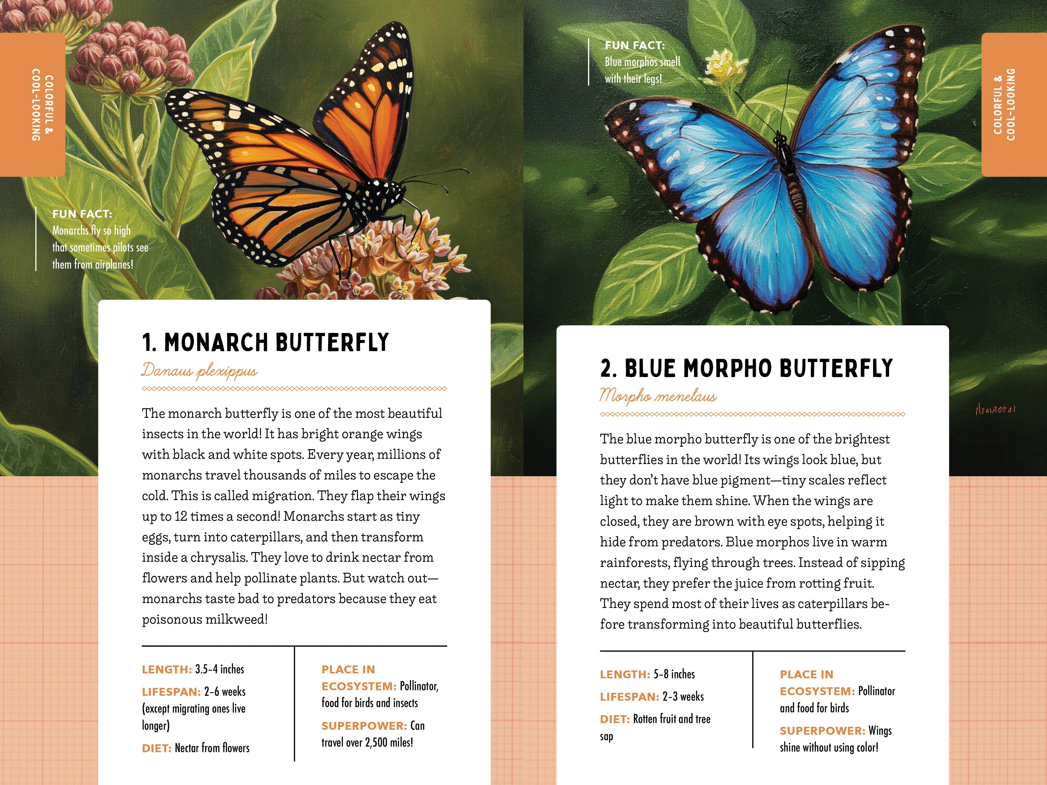 A Kid’s Guide to 50 Insects