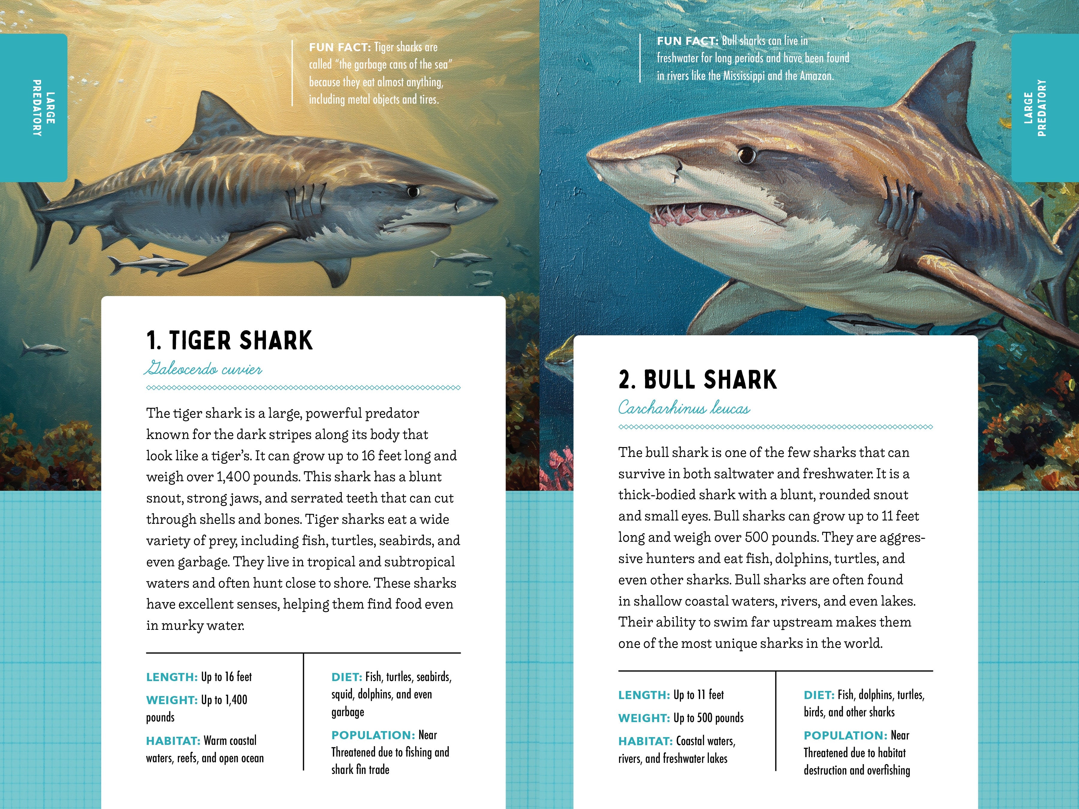 50 Sharks for Kids!