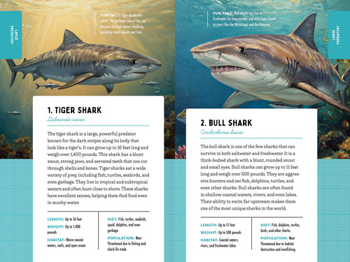 50 Sharks for Kids!