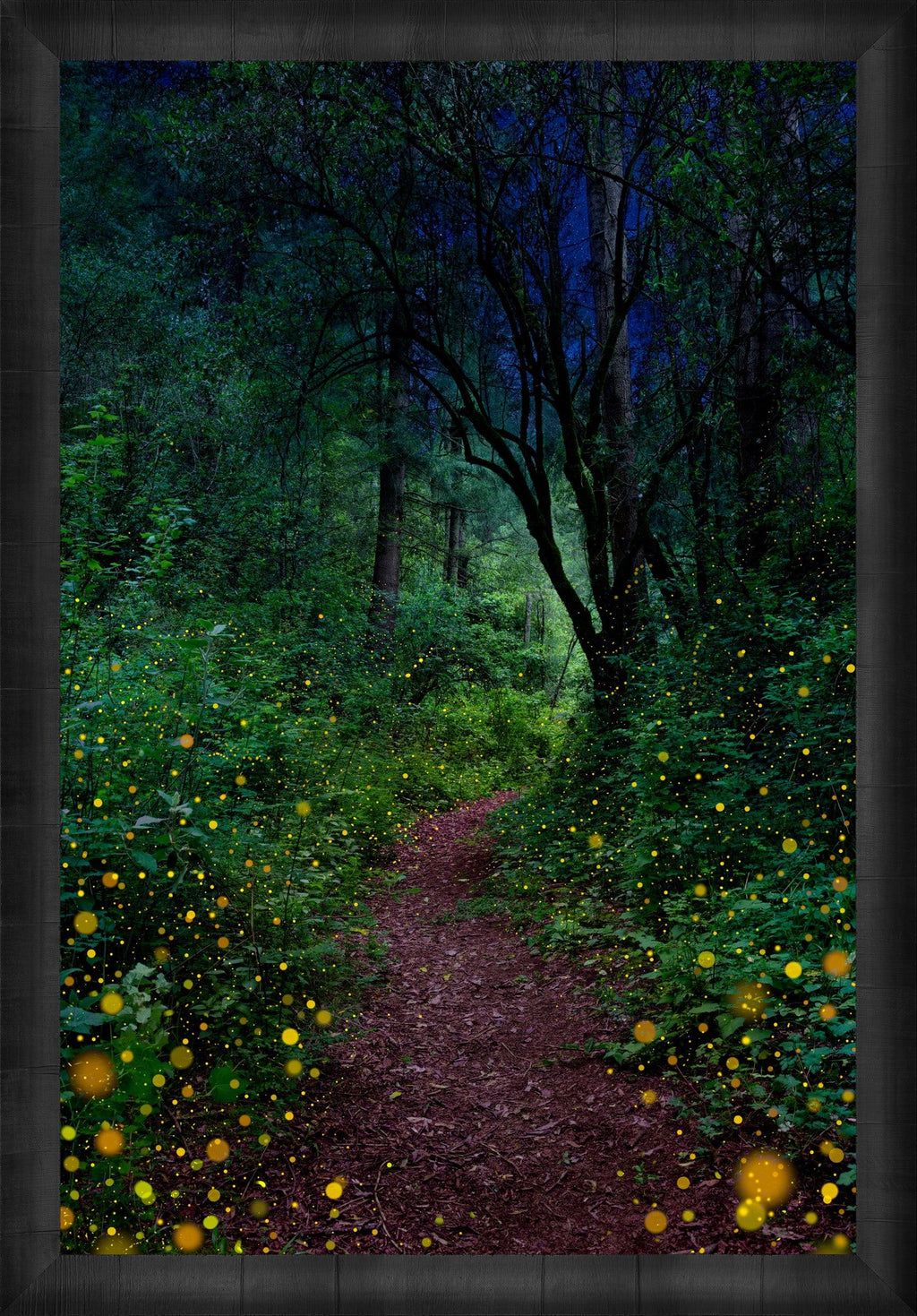Firefly Nights