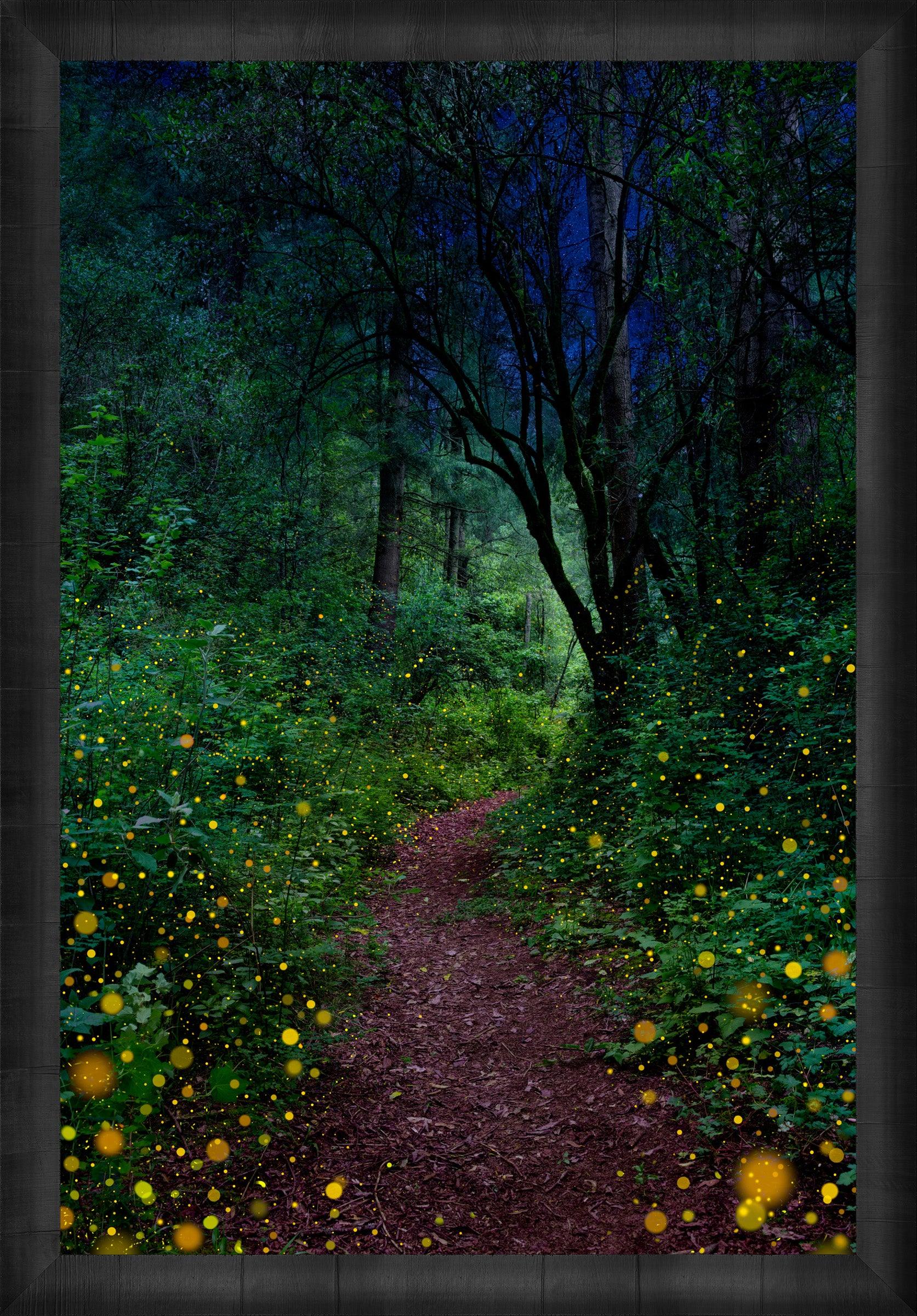 Firefly Nights