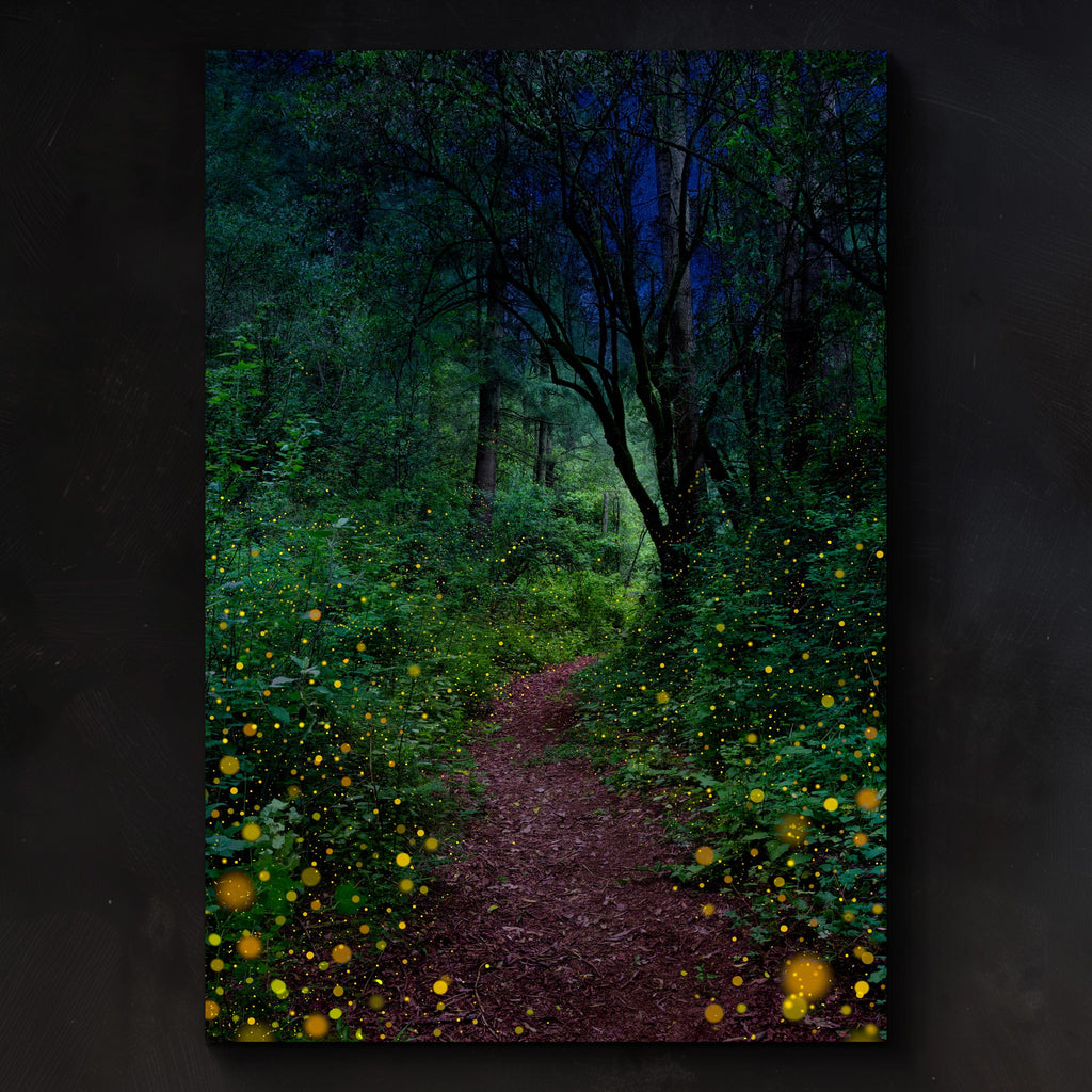 Firefly Nights